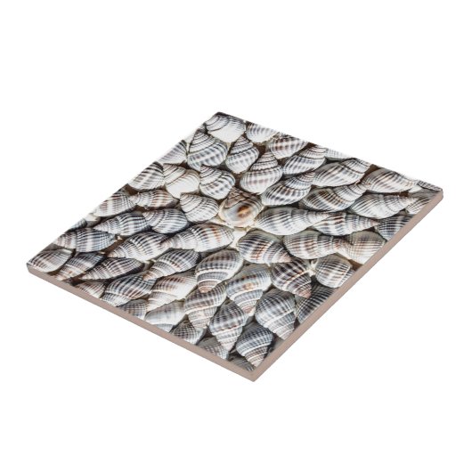 Carreau Motif Coastal Ocean Sea Shell (Côté)