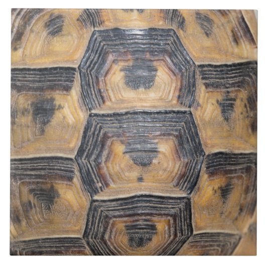 Carreau Motif de la tortue (Devant)