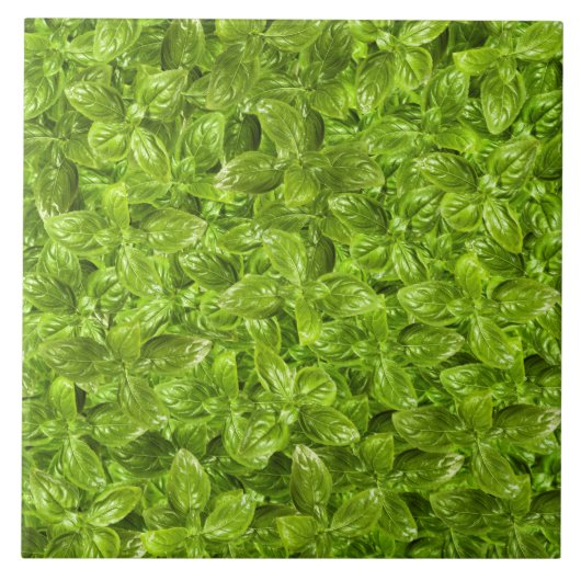 Carreau Motif Feuille Basil (Devant)
