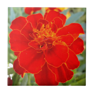 Carreau Motif haut de souci de fleur d'été de fin rouge de