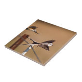 Carreau Moucherolle à ciseaux (Tyrannus Forficatus) (Côté)