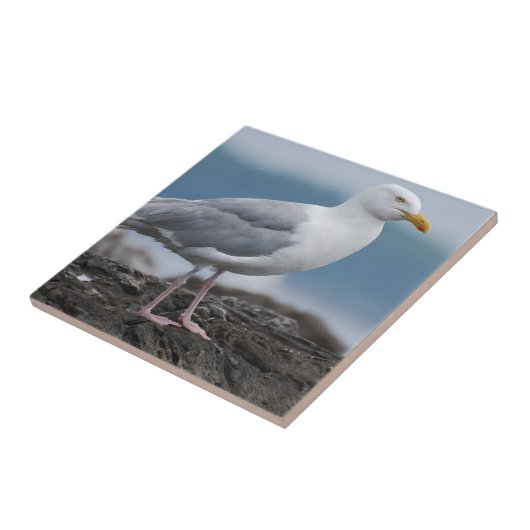 Carreau Mouette côtière (Côté)