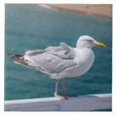 Carreau Mouette sur balustrade vue carrelage en céramique (Devant)