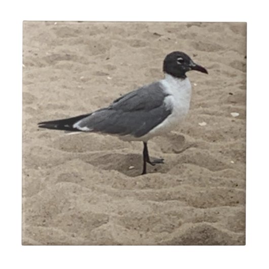 Carreau Mouette sur la plage dans le sable (Devant)