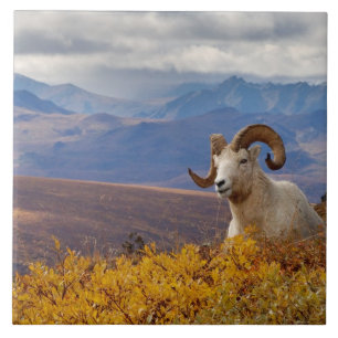 Carreau mouflon de Dall, Ovis dalli, bélier