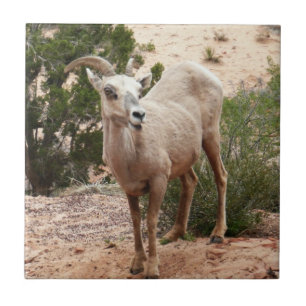 Carreau Mouflons drôles à Zion National Park