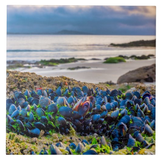 Carreau Moules (Devant)