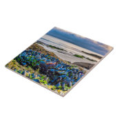 Carreau Moules (Côté)