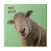 Carreau Mouton (Devant)