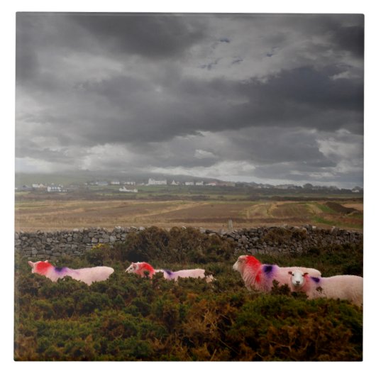 Carreau mouton coloré (Devant)