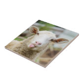 Carreau Mouton montrer langue (Côté)