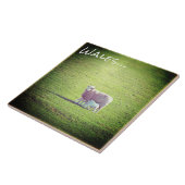 Carreau Moutons et agneaux sur le Pays de Galles d'Herbe V (Côté)