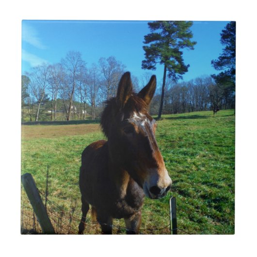 Carreau mule Brown et blanche (Devant)
