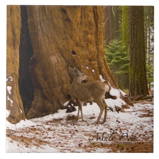 Carreau Mule Deer (Devant)