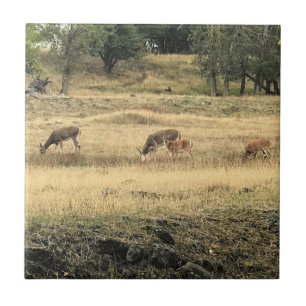 Carreau Mule Deer dans un champ