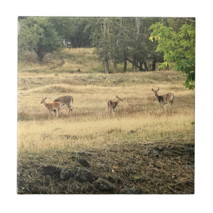 Carreau Mule Deer in a Field, Joseph, Oregon