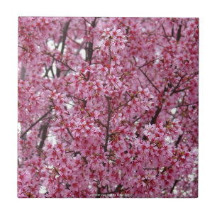 Carreau Mur Rose de Fleurs de Cerisier