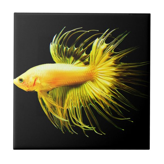 Carreau mur tropical tuiles vintages (Devant)