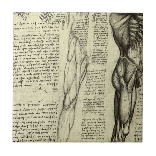 Carreau Muscles humains anatomiques de Léonard de Vinci (Devant)