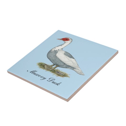 Carreau Muscovy Blue pied Duck (Côté)