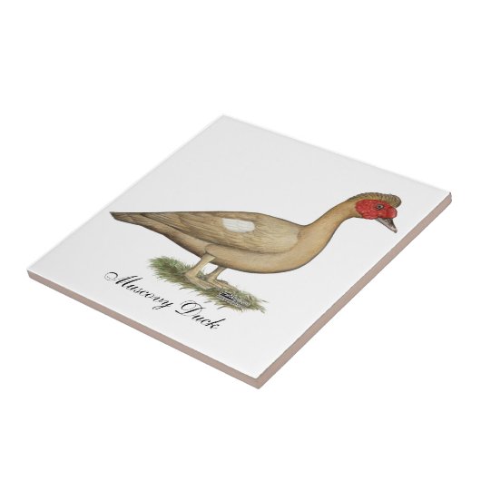 Carreau Muscovy light chocolate drake (Côté)