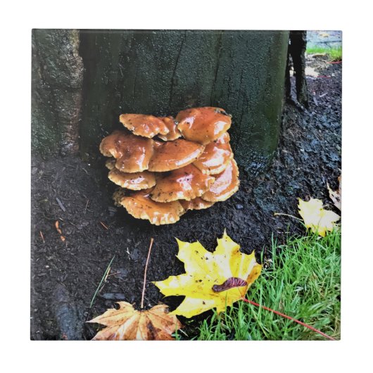 Carreau Mushrooms on a tree, Oregon (Devant)