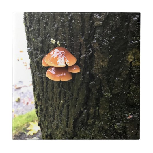 Carreau Mushrooms on a tree, Oregon (Devant)