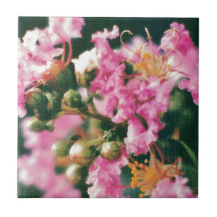 Carreau Myrtle à crêpe rose