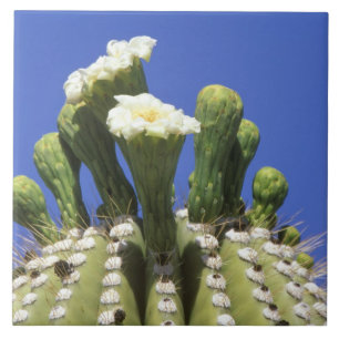 Carreau N.A., États-Unis, Arizona, Tucson, désert de Sonor