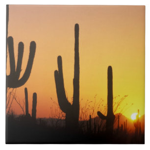 Carreau N.A., États-Unis, AZ, Parc national de Saguaro, Co