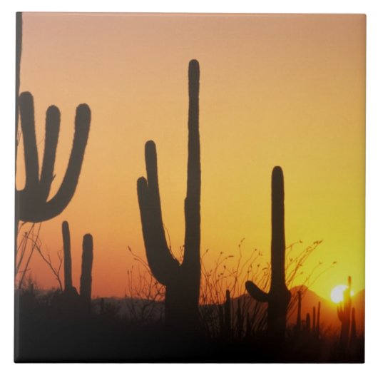Carreau N.A., États-Unis, AZ, Saguaro NP, Saguaro Sunset (Devant)