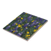 Carreau N.A., États-Unis, Texas, Marble Falls, Blue Bonnet (Côté)