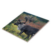 Carreau NA, États-Unis, Alaska, Denali NP, Bull caribou 3 (Côté)