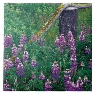 Carreau NA, États-Unis, Alaska, îles Aléoutiennes, Unalask