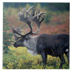 Carreau NA, États-Unis, Alaska, Parc national Denali, Cari
