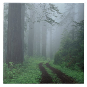 Carreau NA, États-Unis, Californie. Parc d'État de Del Nor