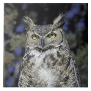 Carreau NA, États-Unis, Nouveau-Mexique, Wildlife West Nat