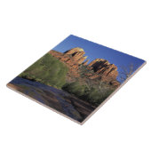 Carreau NA, USA, Arizona, Sedona. Rocher et chêne de la ca (Côté)