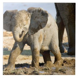 Carreau Namibie, Afrique : Baby African Elephant