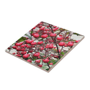 Carreau Nandina buisson avec les baies mûres rouges