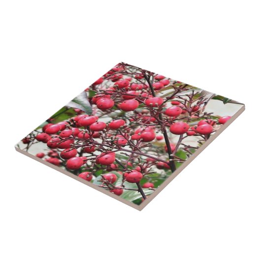 Carreau Nandina buisson avec les baies mûres rouges (Côté)