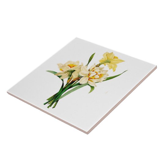 Carreau Narcisse (Côté)