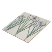 Carreau Narcisses : purpureus de medio du maximus (Côté)