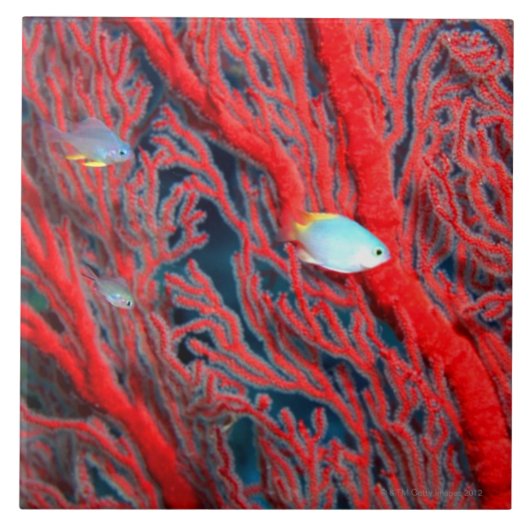 Carreau Natation de poissons dans le corail (Devant)
