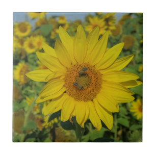Carreau nature, fleur, été, tournesol, floraison, floral
