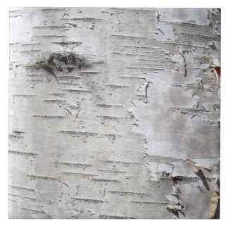 Carreau nature pays rustique bouleau blanc écorce