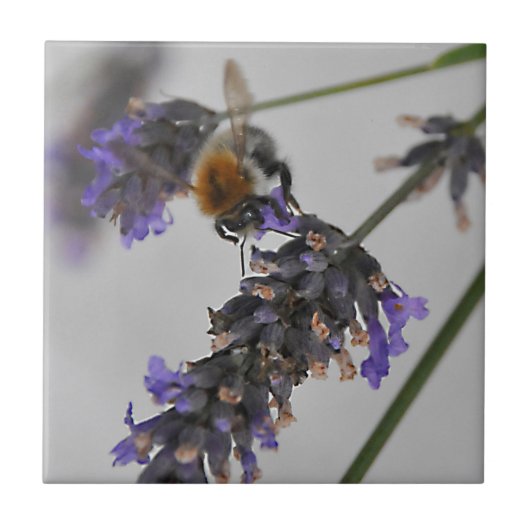 Carreau Natures de merveilleux travailleurs (Devant)