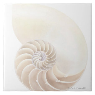 Carreau Nautilus Shell