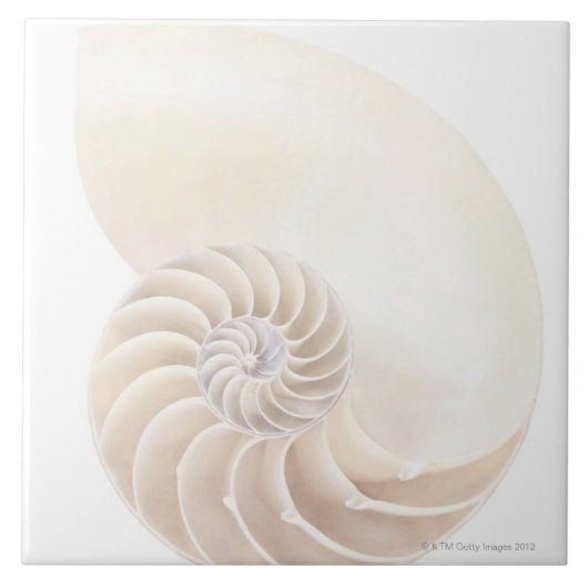 Carreau Nautilus Shell (Devant)