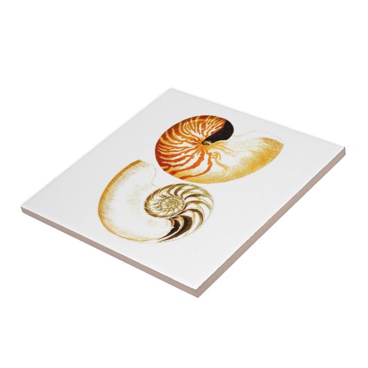 Carreau Nautilus Shell Seashell no.8 Beach Decor Art (Côté)